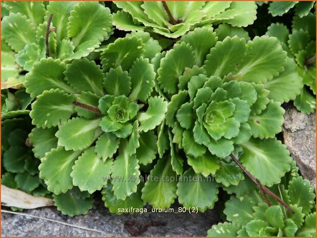 Saxifraga urbium | Steenbreek, Schildersverdriet, Menistenzusjes