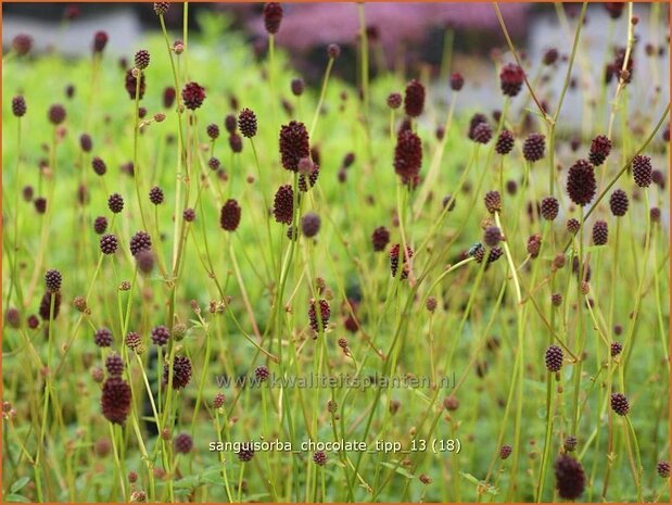 Sanguisorba 'Chocolate Tipp' | Pimpernel, Sorbenkruid