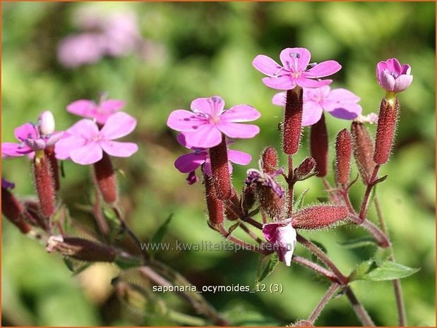 Saponaria ocymoides | Zeepkruid