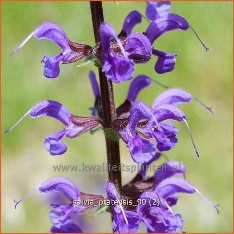 Salvia pratensis | Veldsalie