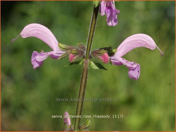 Salvia pratensis 'Rose Rhapsody' | Veldsalie, Salie, Salvia | Wiesen-Salbei