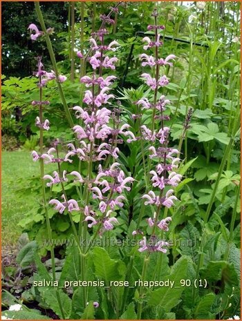 Salvia pratensis 'Rose Rhapsody' | Veldsalie, Salie, Salvia | Wiesen-Salbei