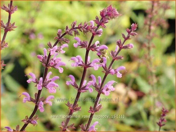 Salvia pratensis 'Rose Rhapsody' | Veldsalie, Salie, Salvia | Wiesen-Salbei