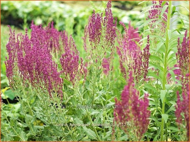 Salvia nemorosa 'Schwellenburg' | Salie, Salvia