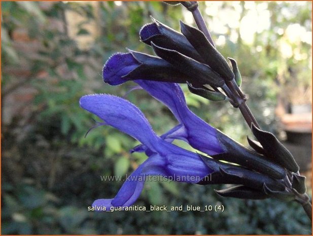 Salvia guaranitica 'Black and Blue' | Salie, Salvia