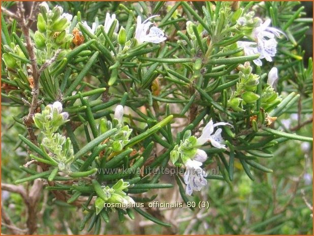 Rosmarinus officinalis | Rozemarijn