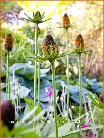 Rudbeckia occidentalis 'Green Wizard' | Zonnehoed