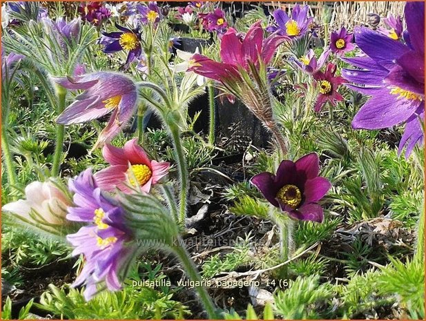 Pulsatilla vulgaris 'Papageno' | Wildemanskruid