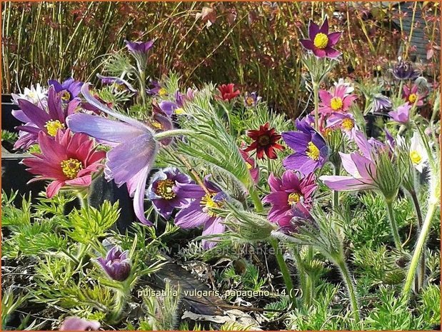 Pulsatilla vulgaris 'Papageno' | Wildemanskruid