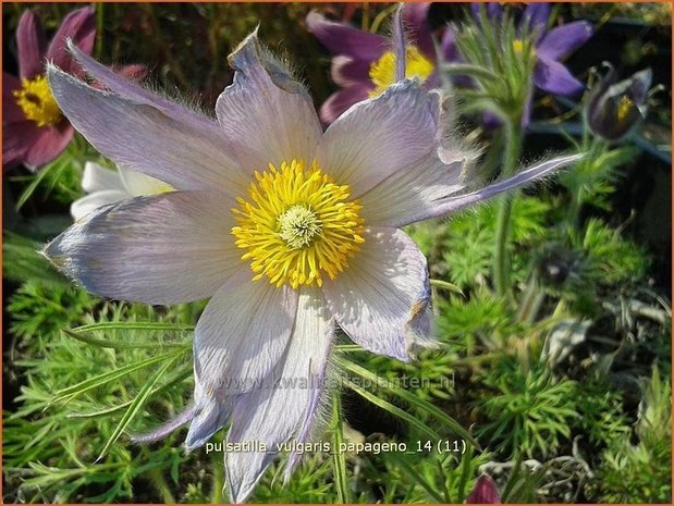 Pulsatilla vulgaris 'Papageno' | Wildemanskruid