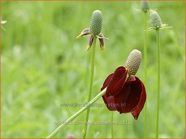 Ratibida columnifera pulcherrima | Mexicaanse zonnehoed, Prairiekegelbloem