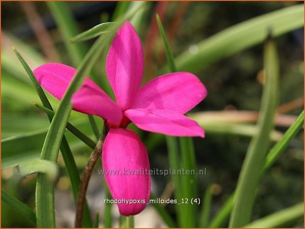 Rhodohypoxis milloides | Sterretjesgras, Roodsterretjes