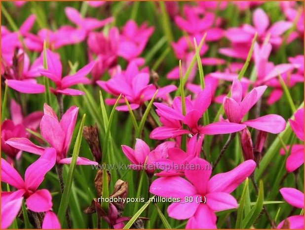 Rhodohypoxis milloides | Sterretjesgras, Roodsterretjes