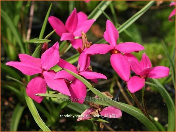 Rhodohypoxis milloides | Sterretjesgras, Roodsterretjes