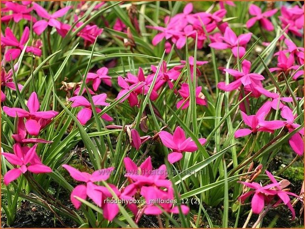 Rhodohypoxis milloides | Sterretjesgras, Roodsterretjes