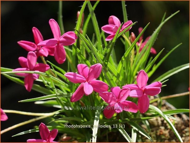 Rhodohypoxis milloides | Sterretjesgras, Roodsterretjes