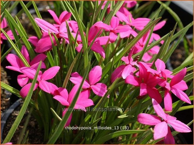 Rhodohypoxis milloides | Sterretjesgras, Roodsterretjes