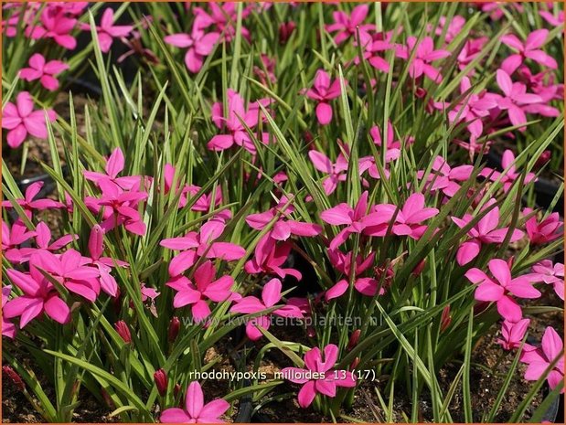 Rhodohypoxis milloides | Sterretjesgras, Roodsterretjes