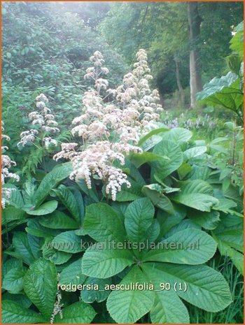 Rodgersia aesculifolia | Kastanjebladige astilbe, Schout-bij-nacht, Kijkblad | Kastanienblättriges Schaublatt