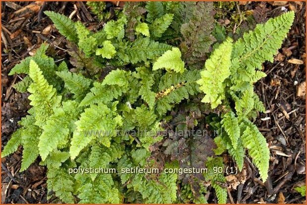 Polystichum setiferum 'Congestum' | Zachte naaldvaren