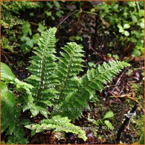 Polystichum setiferum 'Congestum' | Zachte naaldvaren