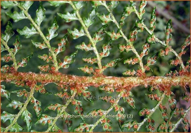 Polystichum setiferum 'Dahlem' | Zachte naaldvaren