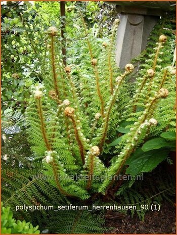 Polystichum setiferum 'Herrenhausen' | Zachte naaldvaren