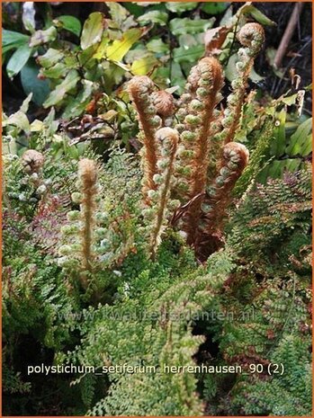 Polystichum setiferum 'Herrenhausen' | Zachte naaldvaren