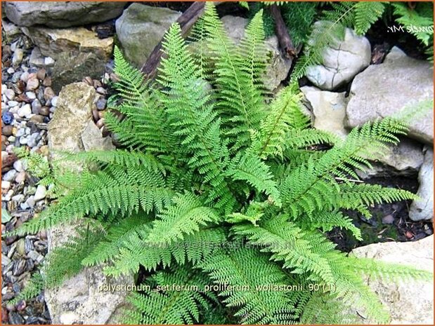 Polystichum setiferum 'Proliferum Wollastonii' | Zachte naaldvaren