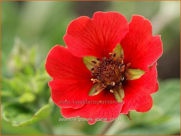 Potentilla 'Gibson's Scarlet' | Vijfvingerkruid, Ganzerik