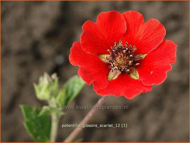 Potentilla 'Gibson's Scarlet' | Vijfvingerkruid, Ganzerik