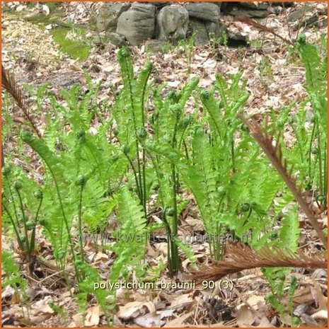 Polystichum braunii | Naaldvaren