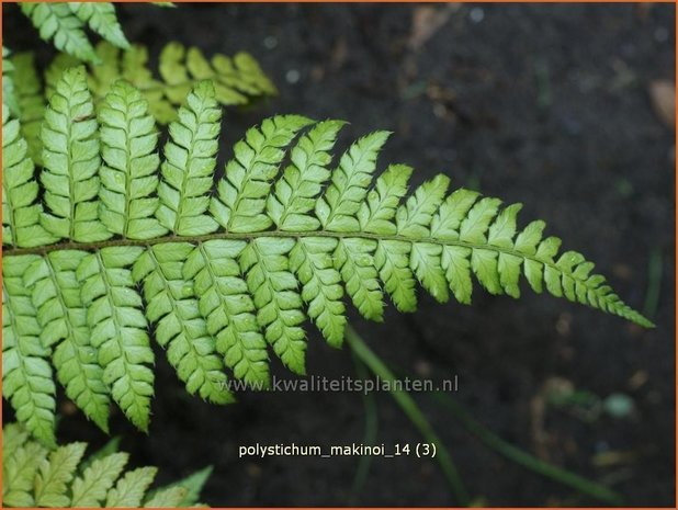 Polystichum makinoi | Naaldvaren