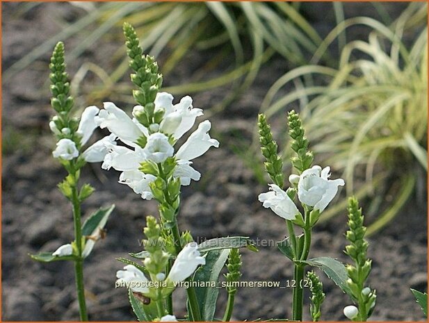 Physostegia virginiana &#39;Summer Snow&#39; | Scharnierbloem | Gelenkblume