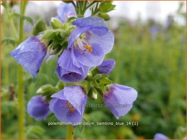 Polemonium caeruleum 'Bambino Blue' | Jacobsladder