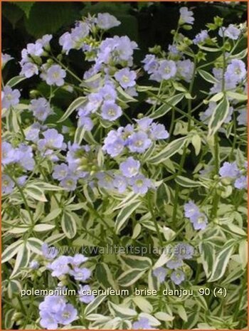 Polemonium caeruleum 'Brise d'Anjou' | Jacobsladder