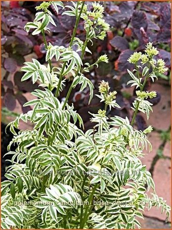 Polemonium caeruleum 'Brise d'Anjou' | Jacobsladder