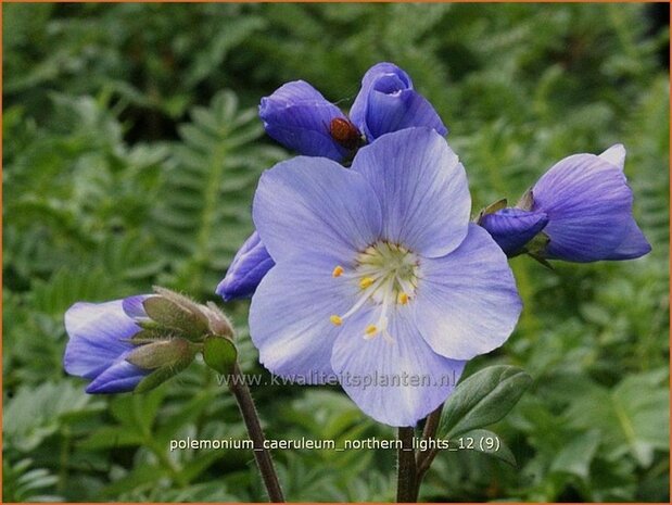 Polemonium caeruleum 'Northern Lights' | Jacobsladder