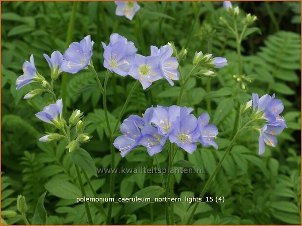 Polemonium caeruleum 'Northern Lights' | Jacobsladder