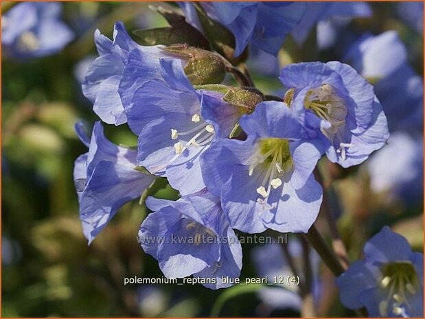 Polemonium reptans 'Blue Pearl' | Jacobsladder, Griekse valeriaan