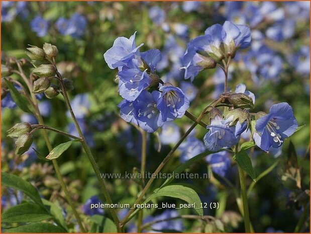 Polemonium reptans 'Blue Pearl' | Jacobsladder, Griekse valeriaan