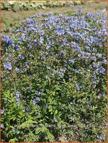 Polemonium reptans 'Blue Pearl' | Jacobsladder, Griekse valeriaan