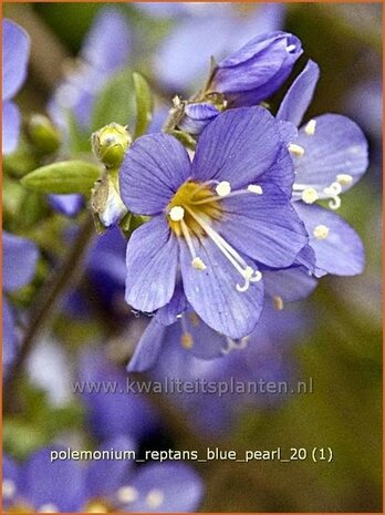 Polemonium reptans 'Blue Pearl' | Jacobsladder, Griekse valeriaan