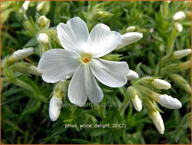 Phlox 'White Delight' | Vlambloem, Kruipphlox