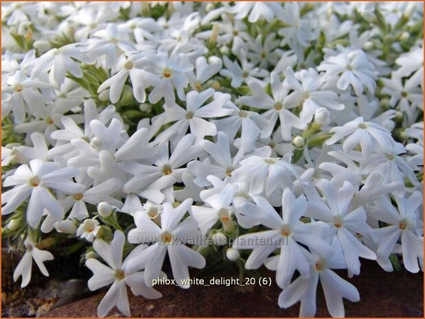 Phlox 'White Delight' | Vlambloem, Kruipphlox