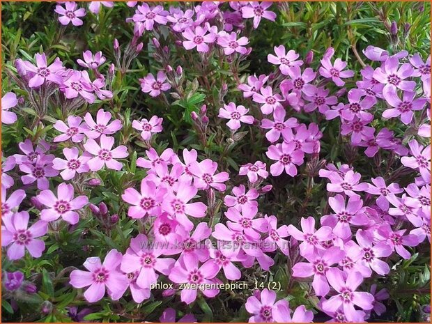 Phlox 'Zwergenteppich' | Vlambloem, Kruipphlox