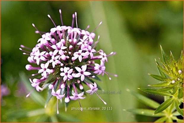 Phuopsis stylosa | Perzische kruisjesplant | Baldriangesicht