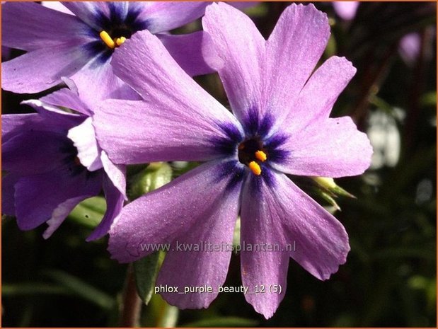 Phlox 'Purple Beauty' | Vlambloem, Kruipphlox