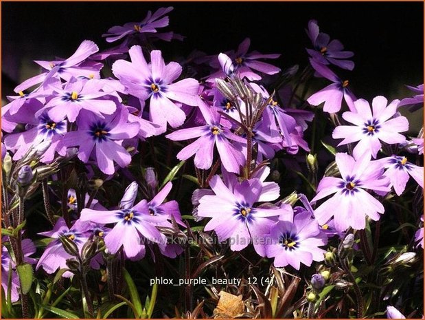 Phlox 'Purple Beauty' | Vlambloem, Kruipphlox