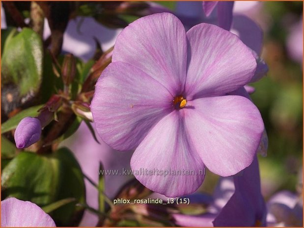 Phlox 'Rosalinde' | Vlambloem